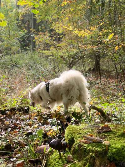 Die Lieblingsrunde eures Vierbeiners-Beitrag-Bild