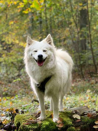 Die Lieblingsrunde eures Vierbeiners-Beitrag-Bild