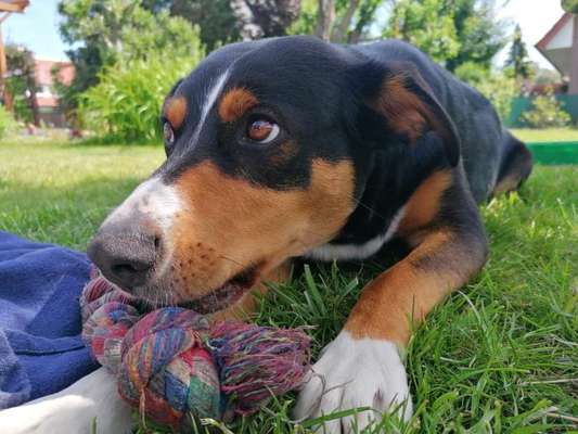 Appenzeller Sennenhunde-Beitrag-Bild