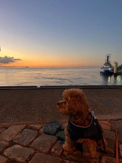 Hundetreffen-Spaziergänger & Spielpartner-Bild