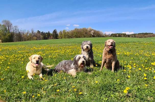 Hundetreffen-Hundekontakt, Gassirunde-Bild