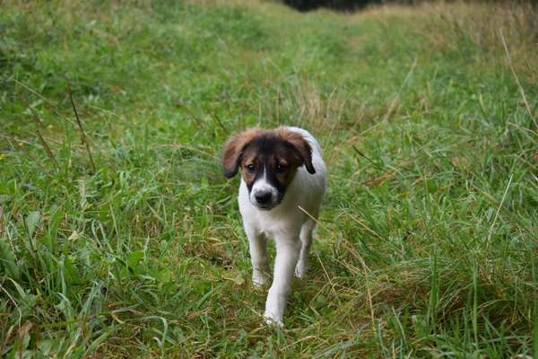 Hundetreffen-Cocco sucht neuen Anschluss-Bild