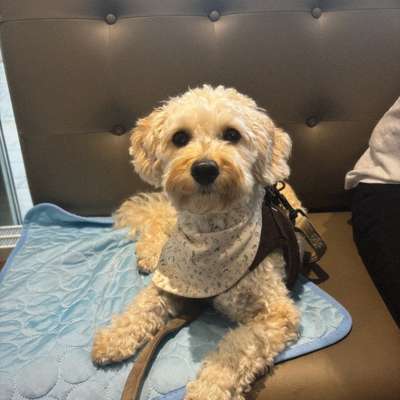 Hundetreffen-Wir suchen einen geeigneten Spielpartner, oder einen Freund für entspannte walkies-Bild