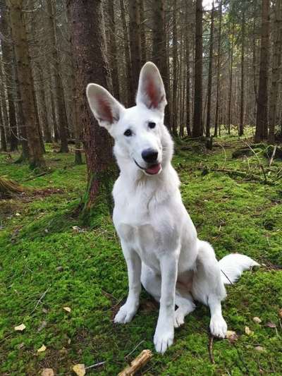 Schäferhund-Beitrag-Bild