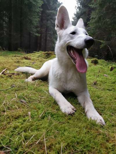 Schäferhund-Fans?-Beitrag-Bild