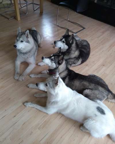 Nordische Hunde-Beitrag-Bild