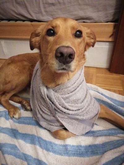 Podencomischling oder Podenco-Beitrag-Bild