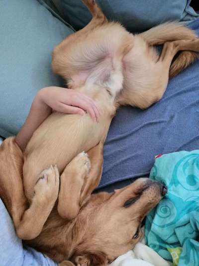 Die Dogorama Wochen Challenge-Beitrag-Bild