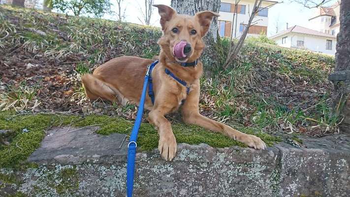 Podencomischling oder Podenco-Beitrag-Bild