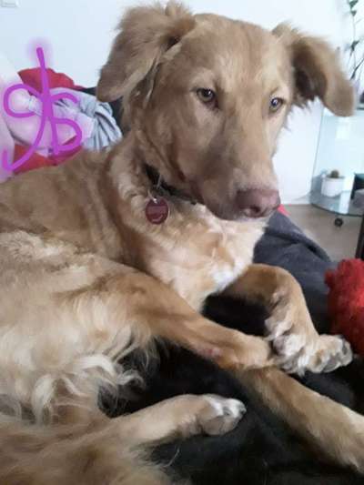 Windhunde - Treffen der besonderen Schönheiten
HERZLICH WILLKOMMEN-Beitrag-Bild