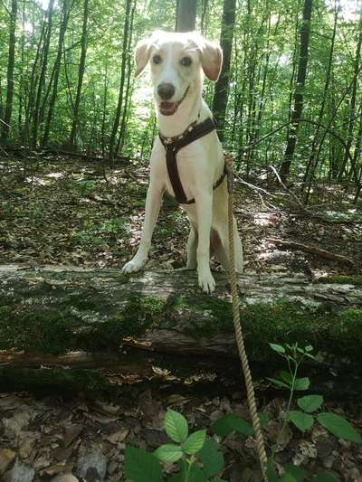 Die Dogorama Monats Challenge "Es grünt und blüht"-Beitrag-Bild