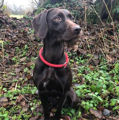 Hundetreffen-Wildes Treffen & Spielen🤪