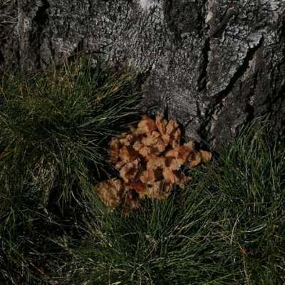 Giftköder-Giftköder vermutet-Bild