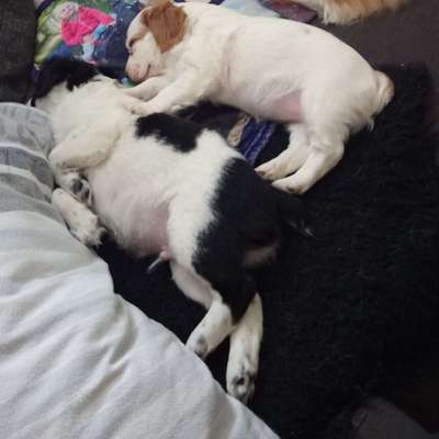 Hundetreffen-Welpentreffen solingen-Bild