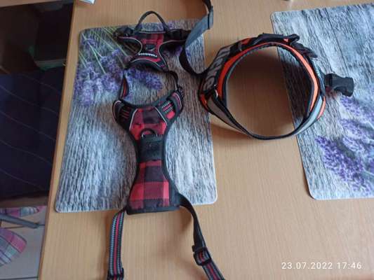 Richtige Hundegeschirr?-Beitrag-Bild