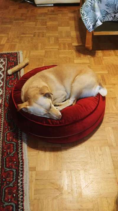 TierschutzhundeStammtisch🐕-Beitrag-Bild