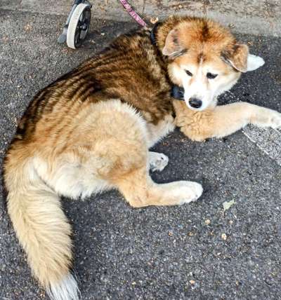 TierschutzhundeStammtisch🐕-Beitrag-Bild