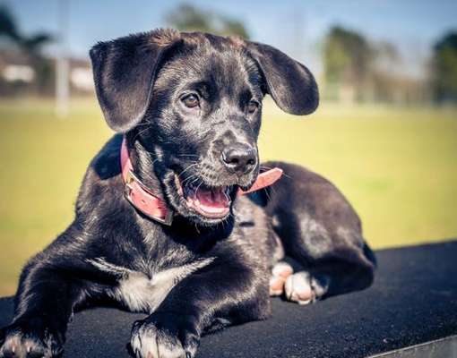 Mischlinge raten - Rätselspaß-Beitrag-Bild