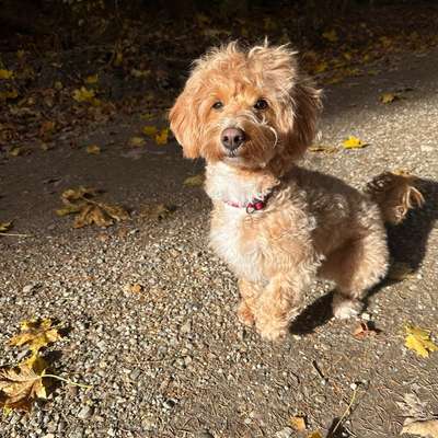 Hundetreffen-Gassitreffen-Bild