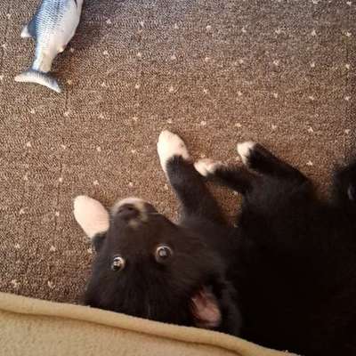 Hundetreffen-Andere Welpen,Junghunde zum spielen-Bild