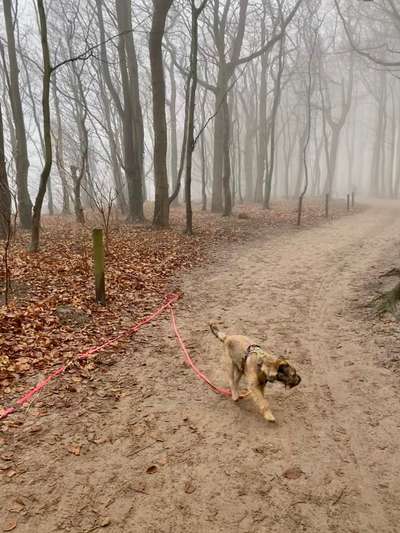 Die Dogorama Kalender Challenge Teil 1/4-Beitrag-Bild