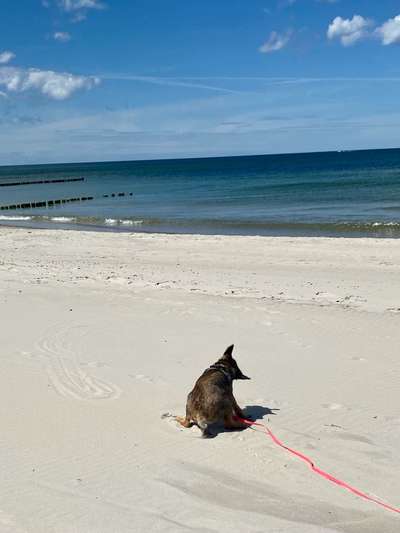 Dogorama-Monats-Challenge-Mai "Wasser"-Beitrag-Bild