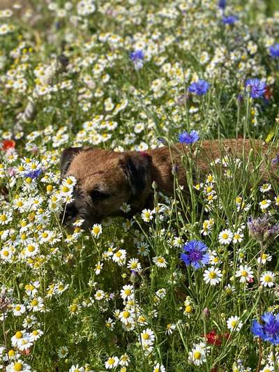 Die Dogorama Monats Challenge "Es grünt und blüht"-Beitrag-Bild