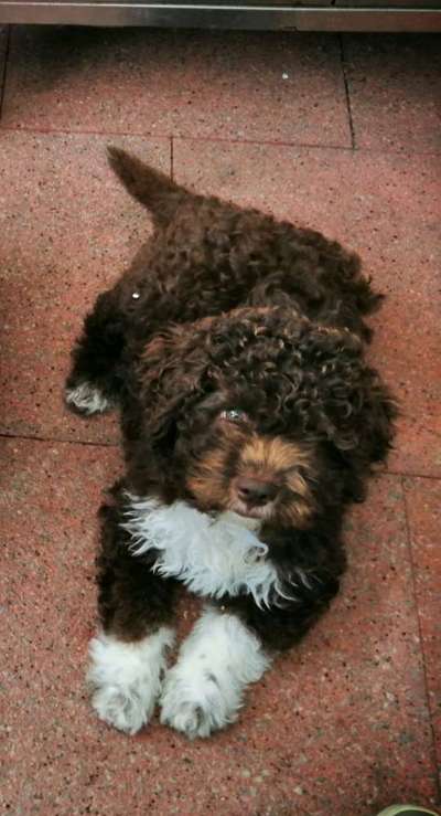 Lagotto Romagnolo Besitzer-Beitrag-Bild