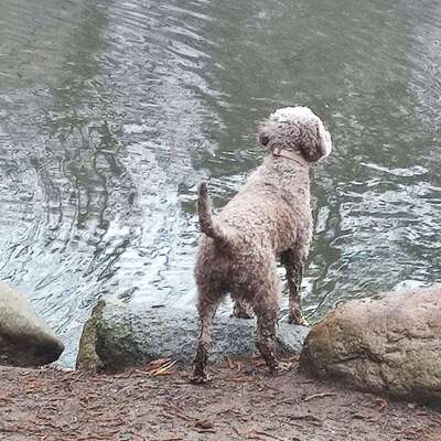 Lagotto Romagnolo Besitzer-Beitrag-Bild