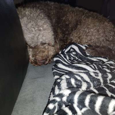 Lagotto Romagnolo Besitzer-Beitrag-Bild