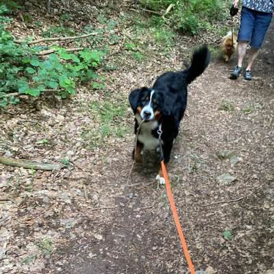 Hundetreffen-gassi oder spielrunde-Bild