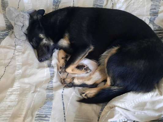 Hundetreffen-Hundespaziergang Waldtrudering-Bild