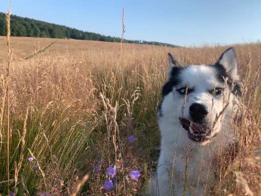 Die Dogorama-Wochen-Challenge "Die schönste Grimasse"-Beitrag-Bild