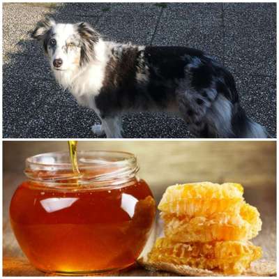 Wie heißt dein Hund?-Beitrag-Bild