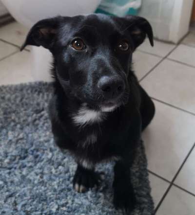 Wie heißt dein Hund?-Beitrag-Bild