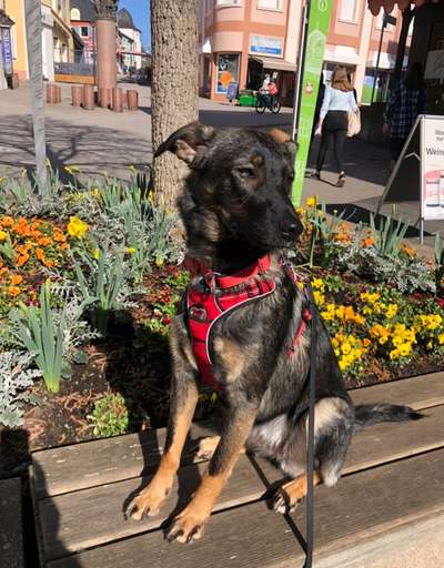 Challenge 23 : "  Euer Hund beim Frühlingserwachen "-Beitrag-Bild