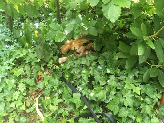 Dogorama Photo Challenge - Tarnung ist alles-Beitrag-Bild