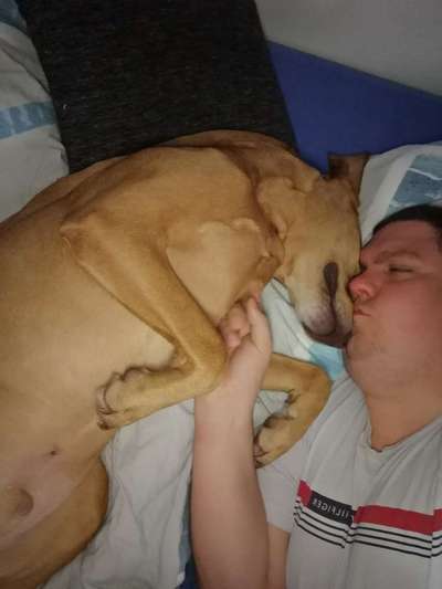 Darf der Hund bei Euch im Bett schlafen?-Beitrag-Bild