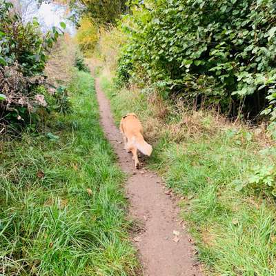 Hundetreffen-Ruhige Runden-Profilbild