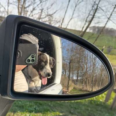 Hundetreffen-Gassigängerin in Leutershausen gesucht-Profilbild