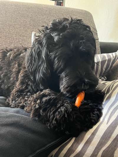 Fotosammlung: ,,Der natürliche Hund" Unbearbeitet, ungestellt und in Natura-Beitrag-Bild