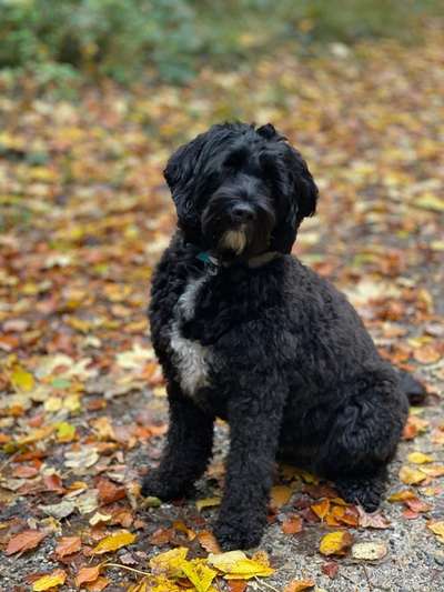 Portugiesischer Wasserhund-Beitrag-Bild