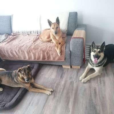 Probleme mit Besuchshunden in neuer Wohnung-Beitrag-Bild