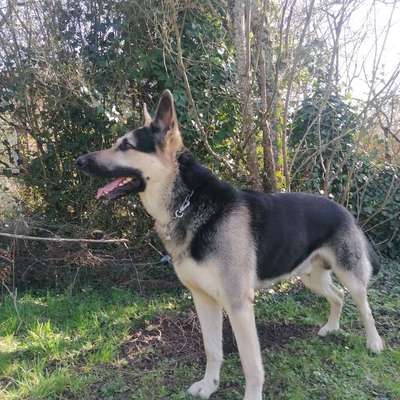 Hundetreffen-Trainings/Spielpartnerin gesucht-Bild