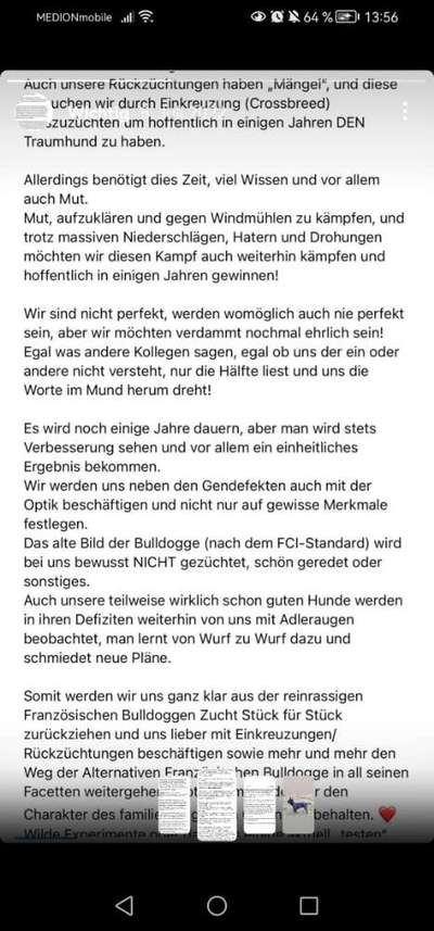 Neue Trendrasse - Bullydor und co.-Beitrag-Bild