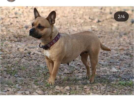 Neue Trendrasse - Bullydor und co.-Beitrag-Bild