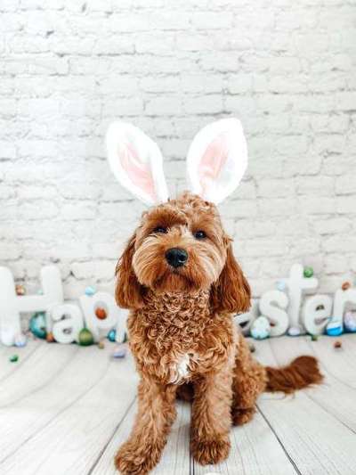 Beuteschemastörung / Beuteschemaverschiebung-Beitrag-Bild