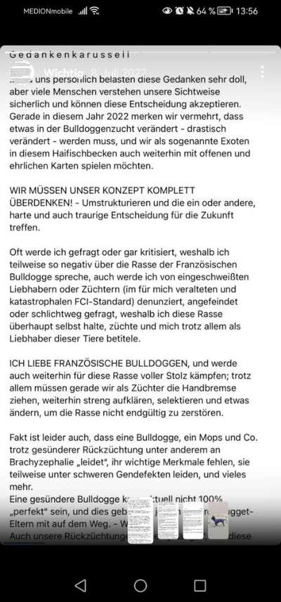 Neue Trendrasse - Bullydor und co.-Beitrag-Bild