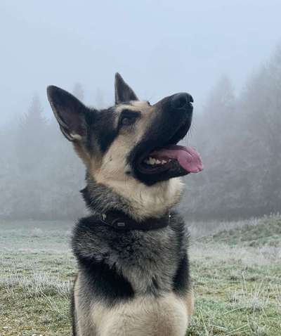 Kettenhalsbänder (Unimon, Sprenger etc.)-Beitrag-Bild