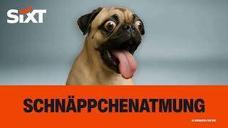 Qualzucht - Warum Aufklärung alleine nicht reicht-Beitrag-Bild